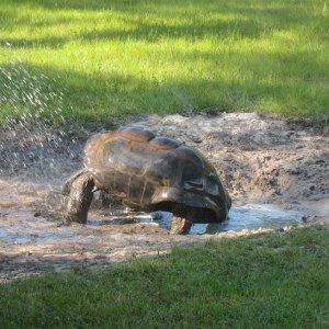 ALDABRA BREEDER