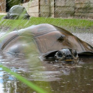 ALDABRA BREEDER