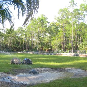 ALDABRA BREEDER
