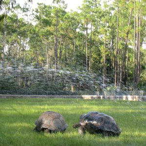 ALDABRA BREEDER