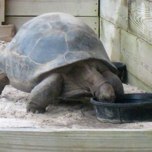ALDABRA BREEDER