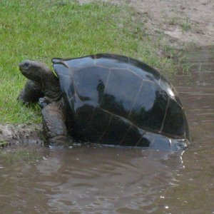 ALDABRA BREEDER