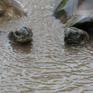 ALDABRA BREEDER