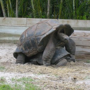 ALDABRA BREEDER