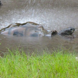 ALDABRA BREEDER