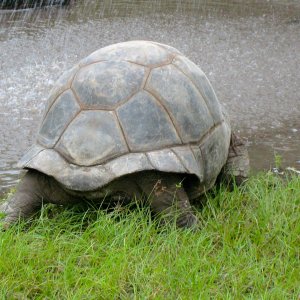 ALDABRA BREEDER