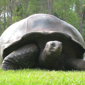 ALDABRA BREEDER