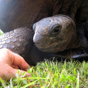 ALDABRA BREEDER