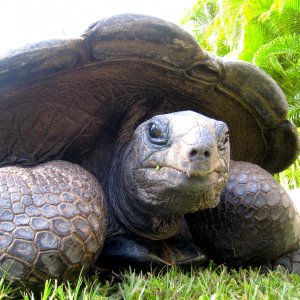 ALDABRA BREEDER