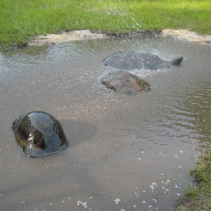 ALDABRA BREEDER