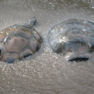 ALDABRA BREEDER