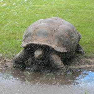ALDABRA BREEDER