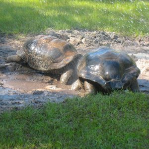 ALDABRA BREEDER