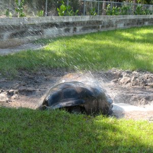 ALDABRA BREEDER