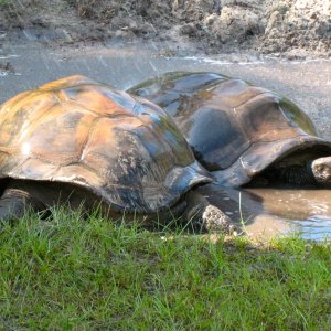 ALDABRA BREEDER