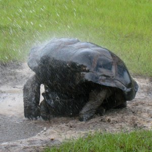 ALDABRA BREEDER