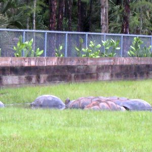 ALDABRA BREEDER
