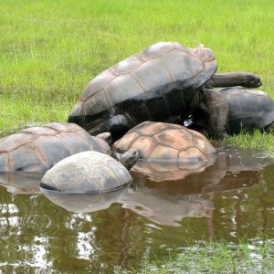 ALDABRA BREEDER