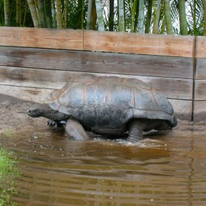 ALDABRA BREEDER