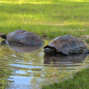 ALDABRA BREEDER