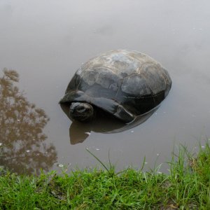 ALDABRA BREEDER