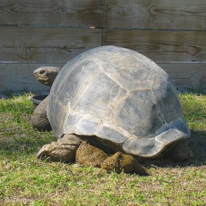 ALDABRA BREEDER