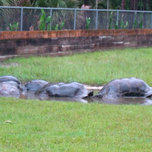 ALDABRA BREEDER