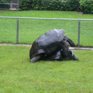 ALDABRA BREEDER