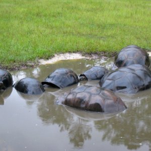 ALDABRA BREEDER