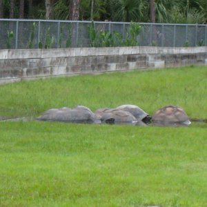 ALDABRA BREEDER