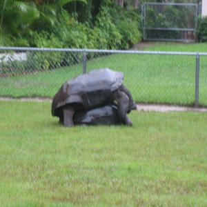 ALDABRA BREEDER