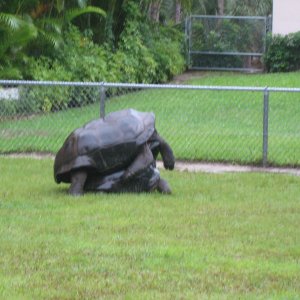 ALDABRA BREEDER