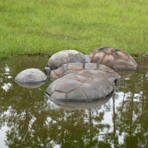 ALDABRA BREEDER