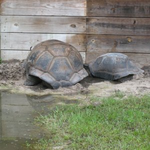 ALDABRA BREEDER