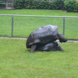 ALDABRA BREEDER