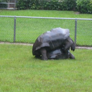 ALDABRA BREEDER