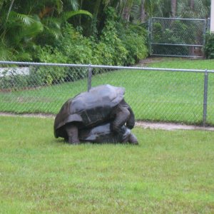 ALDABRA BREEDER