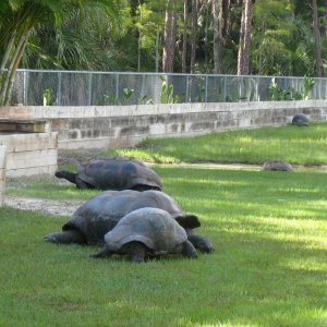 ALDABRA BREEDER