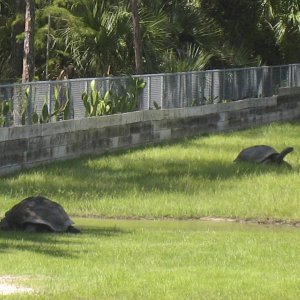 ALDABRA BREEDER