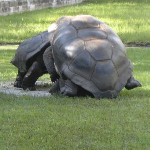 ALDABRA BREEDER