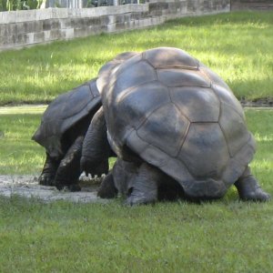 ALDABRA BREEDER