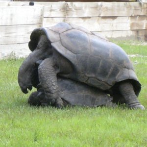 ALDABRA BREEDER