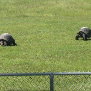 ALDABRA BREEDER