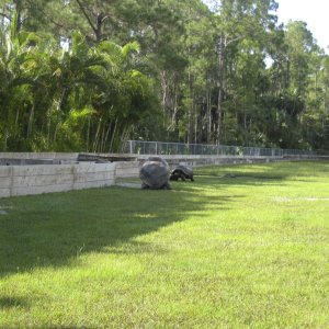 ALDABRA BREEDER