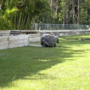 ALDABRA BREEDER