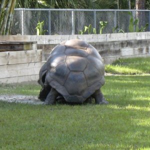 ALDABRA BREEDER