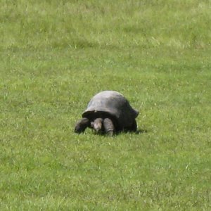 ALDABRA BREEDER