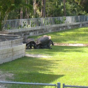 ALDABRA BREEDER