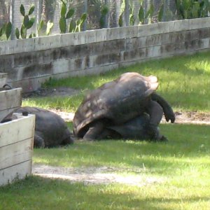 ALDABRA BREEDER
