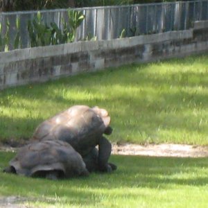 ALDABRA BREEDER